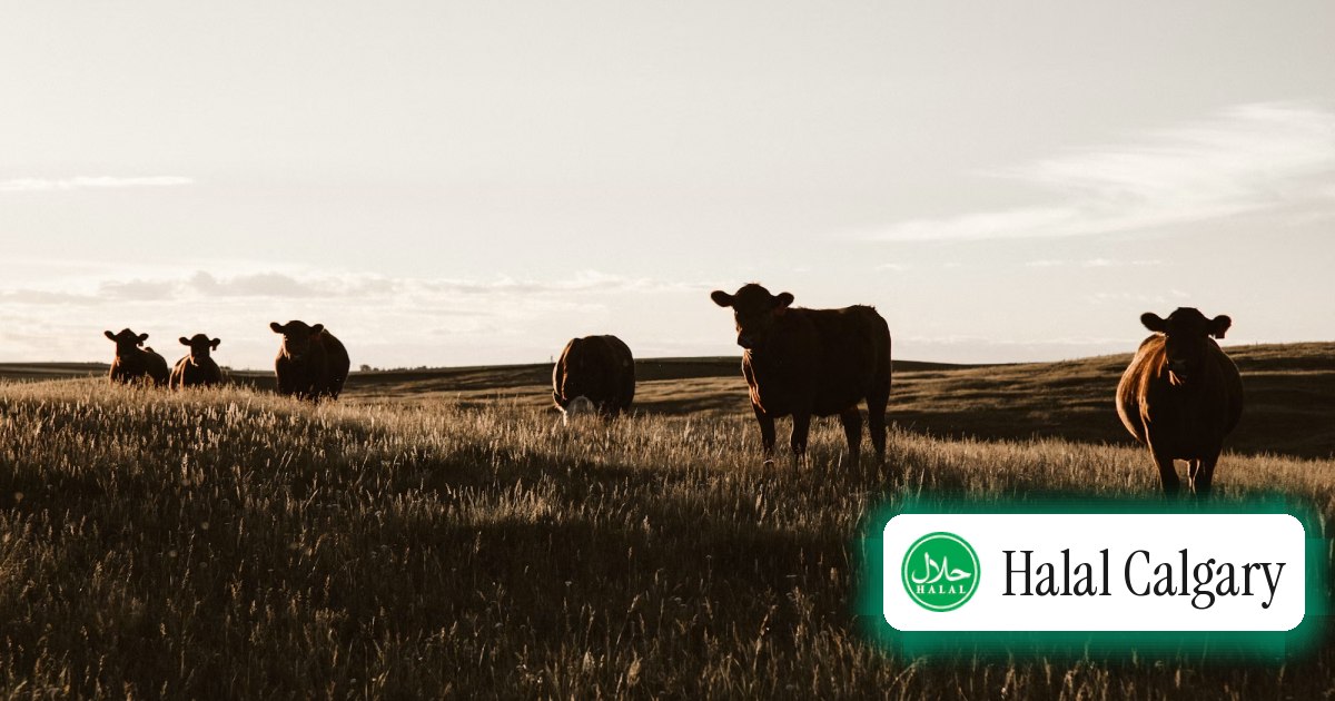 Cattle grazing on prairie grassland at dusk